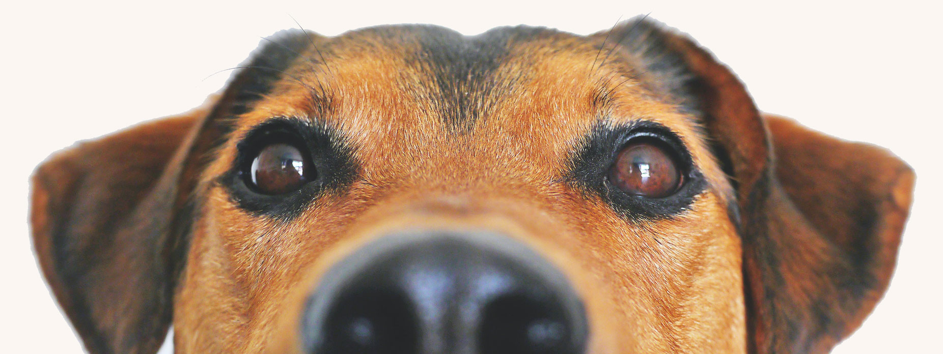 Close up of a dog's face