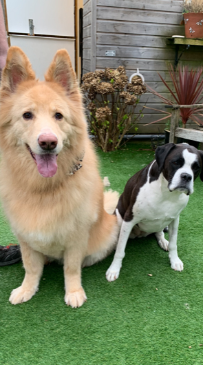 Two dogs sitting on grass