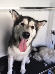 A husky dog sitting on the grooming table