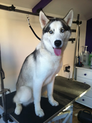 The husky dog sitting with its tongue out