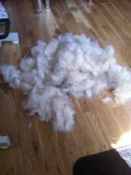 Shedded dog hair on the floor