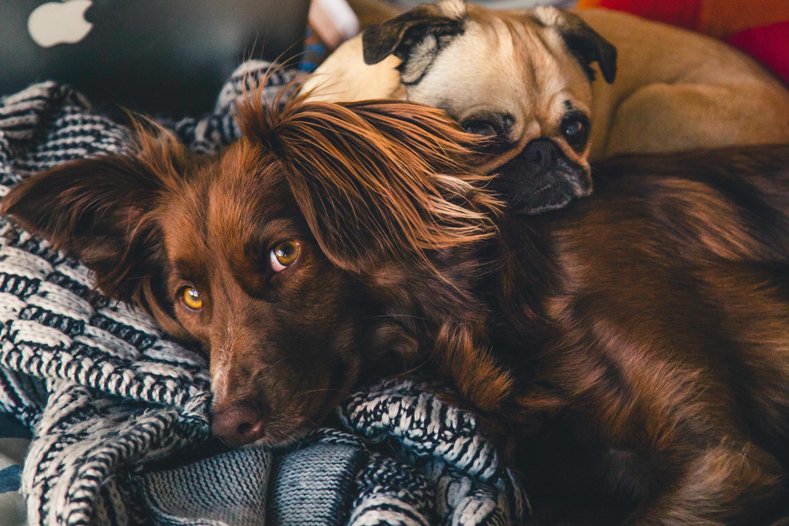 Two dogs cuddling each other on a rug