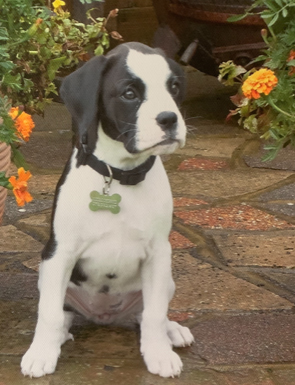 Small black and white puppy sitting in the garden