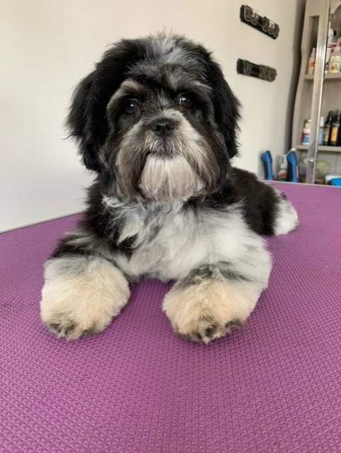 Small dog laying on the floor